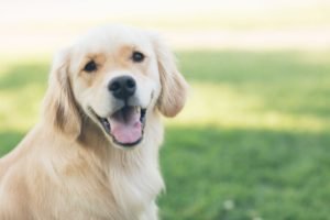 Furry Family Members Protection: Benefits of Pet Insurance